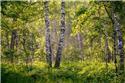 Veranstaltungsbild Waldspürnasen im Wildenloh